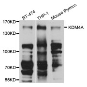 Western blot analysis of extracts of various cell lines, using KDM4A antibody (abx007100) at 1/1000 dilution.