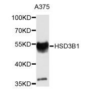 Western blot analysis of extracts of A-375 cells, using HSD3B1 antibody (abx007113) at 1/1000 dilution.