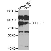 Western blot analysis of extracts of various cell lines, using LEPREL1 antibody (abx007118) at 1/1000 dilution.