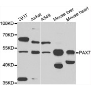 Western blot analysis of extracts of various cell lines, using PAX7 antibody (abx007128) at 1/1000 dilution.