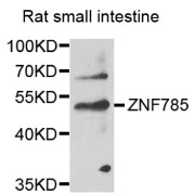 Western blot analysis of extracts of rat small intestine, using ZNF785 antibody (abx007130) at 1/1000 dilution.