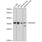 Western blot analysis of extracts of various cell lines, using ANXA8L2 antibody (abx007145) at 1/1000 dilution.