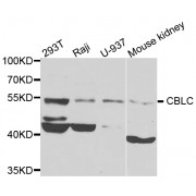 Western blot analysis of extracts of various cell lines, using CBLC antibody (abx007151) at 1/1000 dilution.