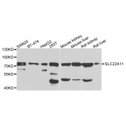 Western blot analysis of extracts of various cell lines, using SLC22A11 antibody (abx007155) at 1/1000 dilution.