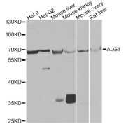 Western blot analysis of extracts of various cell lines, using ALG1 antibody (abx007156) at 1/1000 dilution.