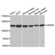 Western blot analysis of extracts of various cell lines, using USP26 antibody (abx007162) at 1/1000 dilution.