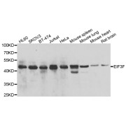 Western blot analysis of extracts of various cell lines, using EIF3F antibody (abx007170) at 1/1000 dilution.