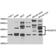 Western blot analysis of extracts of various cell lines, using RASSF5 antibody (abx007174) at 1/1000 dilution.