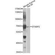 Western blot analysis of extracts of various cell lines, using STXBP2 antibody (abx007178) at 1/1000 dilution.