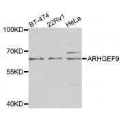 Western blot analysis of extracts of various cell lines, using ARHGEF9 antibody (abx007184) at 1/1000 dilution.