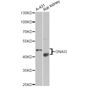 Western blot analysis of extracts of various cell lines, using GNAI3 antibody (abx007197) at 1/1000 dilution.