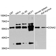 Western blot analysis of extracts of various cell lines, using CCNA2 antibody (abx007209) at 1/1000 dilution.