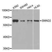 Western blot analysis of extracts of various cell lines, using SMAD2 antibody (abx007233) at 1/1000 dilution.