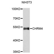 Western blot analysis of extracts of NIH/3T3 cells, using CHRM4 antibody (abx007247).