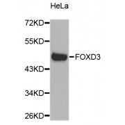 Western blot analysis of extracts of HeLa cells, using FOXD3 antibody (abx007250).