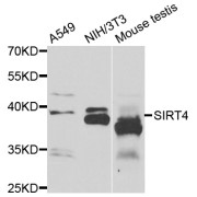 Western blot analysis of extracts of various cell lines, using SIRT4 antibody (abx007255) at 1/1000 dilution.