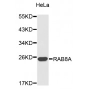 Western blot analysis of extracts of HeLa cells, using RAB8A antibody (abx007263).