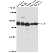 Western blot analysis of extracts of various cell lines, using FAF1 antibody (abx007280) at 1:3000 dilution.