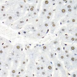 Heterogeneous Nuclear Ribonucleoprotein R (HNRNPR) Antibody