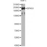 Western blot analysis of extracts of THP-1 cells, using EIF4G1 Antibody (abx007344) at 1/200 dilution.