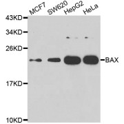 Western blot analysis of extracts of various cell lines, using BAX antibody (abx007345) at 1/1000 dilution.