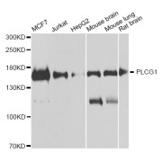 Western blot analysis of extracts of various cell lines, using PLCG1 antibody (abx007350) at 1/1000 dilution.