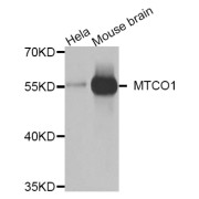 Western blot analysis of extracts of various cell lines, using MT-CO1 antibody (abx007360) at 1/1000 dilution.