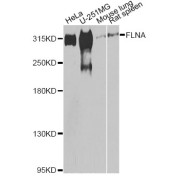 Western blot analysis of extracts of various cell lines, using FLNA antibody (abx007365) at 1/500 dilution.