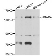 Western blot analysis of extracts of various cell lines, using HDAC4 antibody (abx007366) at 1/1000 dilution.