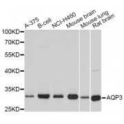 Western blot analysis of extracts of various cell lines, using AQP3 antibody (abx007375) at 1:3000 dilution.