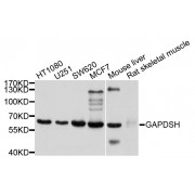 Western blot analysis of extracts of various cell lines, using GAPDHS antibody (abx007391) at 1/1000 dilution.