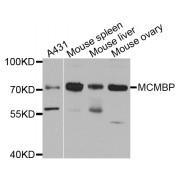 Western blot analysis of extracts of various cell lines, using MCMBP antibody (abx123001) at 1/1000 dilution.