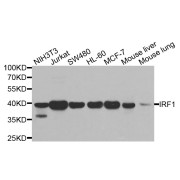 Western blot analysis of extracts of various cell lines, using IRF1 antibody (abx123027) at 1/500 dilution.