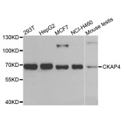 Western blot analysis of extracts of various cell lines, using CKAP4 antibody (abx123038) at 1/500 dilution.