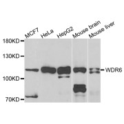 Western blot analysis of extracts of various cell lines, using WDR6 antibody (abx123039) at 1/1000 dilution.