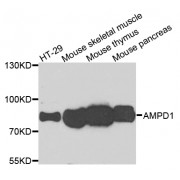 Western blot analysis of extracts of various cell lines, using AMPD1 antibody (abx123046) at 1/1000 dilution.