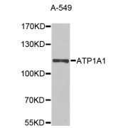 Western blot analysis of extracts of A-549 cells, using ATP1A1 antibody (abx123047) at 1/1000 dilution.