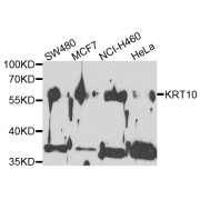 Western blot analysis of extracts of various cell lines, using KRT10 antibody (abx123052) at 1/500 dilution.