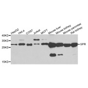 Western blot analysis of extracts of various cell lines, using SPR antibody (abx123055) at 1/500 dilution.