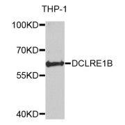 Western blot analysis of extracts of THP-1 cells, using DCLRE1B antibody (abx123091) at 1/1000 dilution.