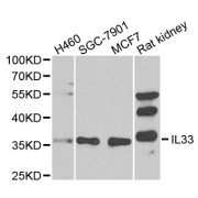 Western blot analysis of extracts of various cell lines, using IL33 antibody (abx123110) at 1/1000 dilution.