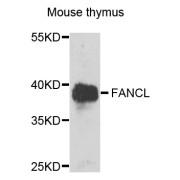 Western blot analysis of extracts of mouse thymus, using E3 Ubiquitin-Protein Ligase FANCL antibody (abx123129) at 1/1000 dilution.