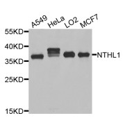 Western blot analysis of extracts of various cell lines, using NTHL1 antibody (abx123130) at 1/1000 dilution.