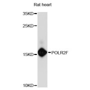 Western blot analysis of extracts of rat heart, using POLR2F antibody (abx123154) at 1:3000 dilution.