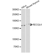 Western blot analysis of extracts of various cell lines, using RECQL4 antibody (abx123164) at 1/1000 dilution.