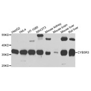 Western blot analysis of extracts of various cell lines, using CYB5R3 antibody (abx123174) at 1/1000 dilution.