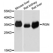 Western blot analysis of extracts of various cell lines, using RGN antibody (abx123194) at 1/1000 dilution.