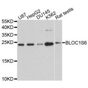 Western blot analysis of extracts of various cell lines, using BLOC1S6 antibody (abx123198) at 1/1000 dilution.