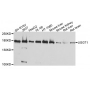 Western blot analysis of extracts of various cell lines, using µgGT1 antibody (abx123200) at 1/1000 dilution.
