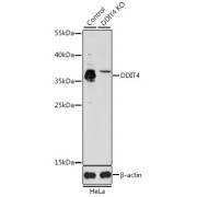 Western blot analysis of extracts of various cell lines, using DDIT4 antibody (abx123209) at 1/1000 dilution.